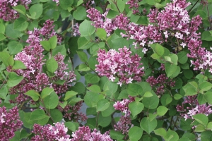 Lilac (Syringa) 'Bloomerang Dwarf Dark Purple' New 2023 